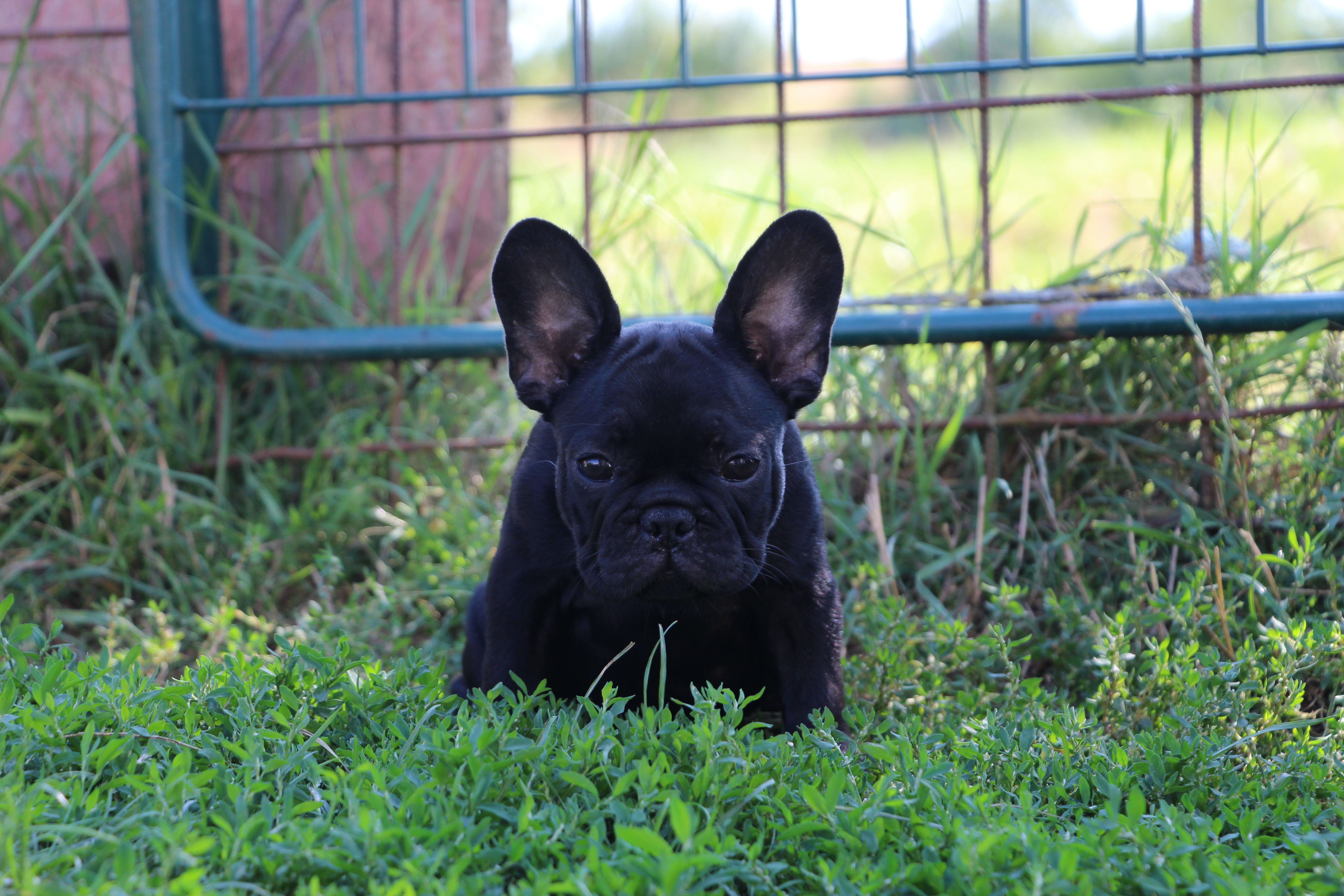 <svg class='purple'></svg> <b> Magic Molly</b> <svg class='purple'></svg>